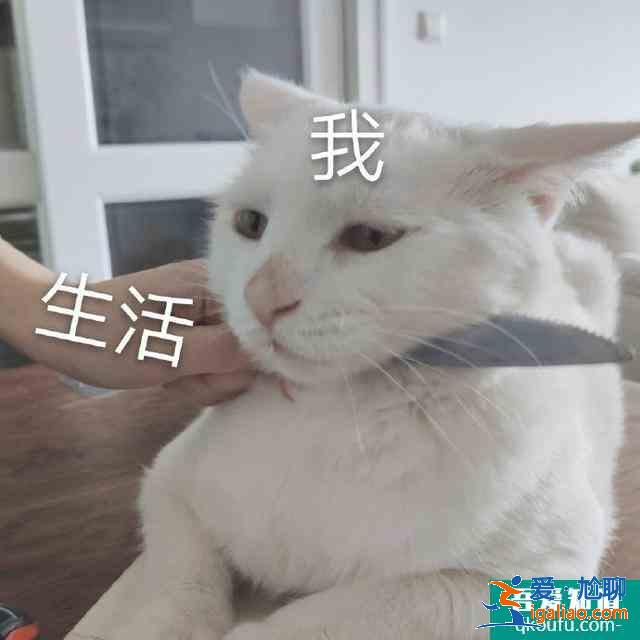 关晓彤《二十不惑》，开播倒计时2天，你还追吗？？