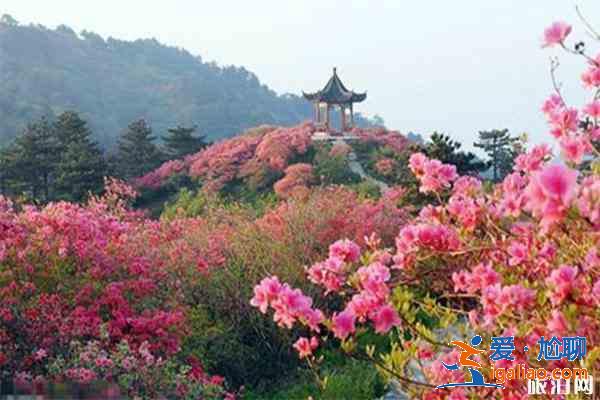 大围山杜鹃花开了吗 附观赏攻略？