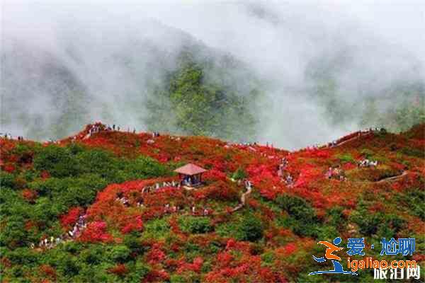 大围山杜鹃花开了吗 附观赏攻略？