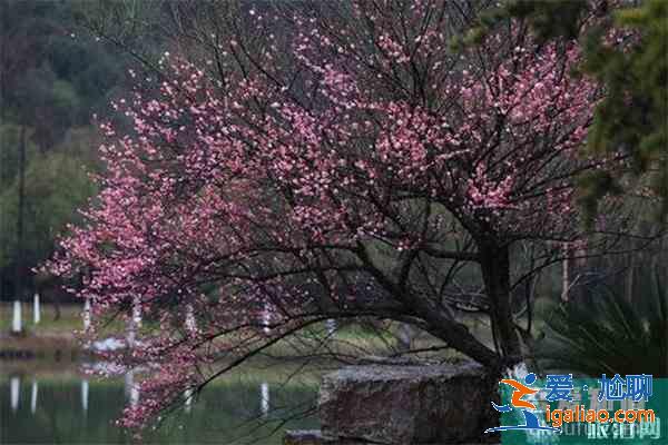 宣城赏花地推荐 附赏花地图？