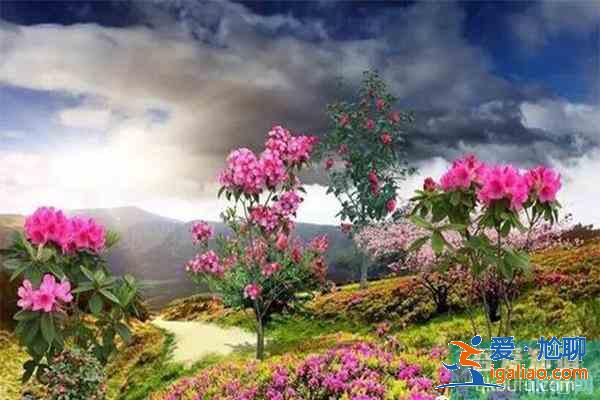宣城赏花地推荐 附赏花地图？