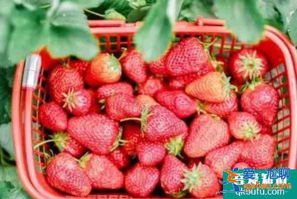 上海哪有摘草莓的地方 周末采草莓指南？