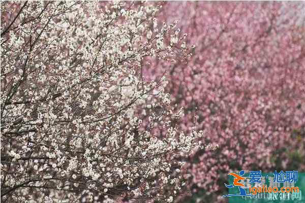 湖北襄阳赏花地推荐 襄阳赏花地图？