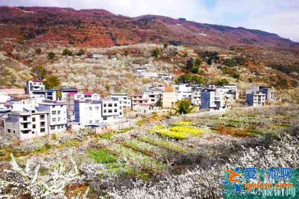 四川观赏梨花的地方 梨花节推荐地？