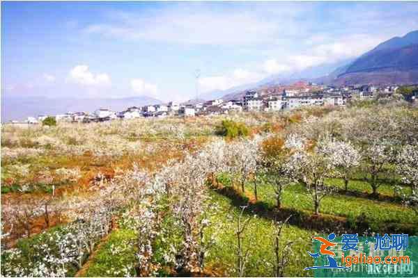 四川观赏梨花的地方 梨花节推荐地？