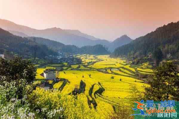 山东油菜花旅游地在哪 什么时候开？