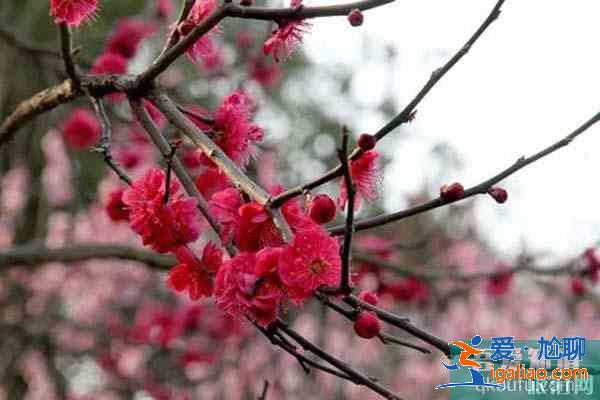 合肥六大赏梅胜地 合肥哪里可以观赏梅花？
