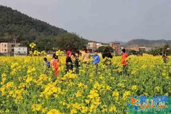 肇庆周边观赏油菜花地方推荐？