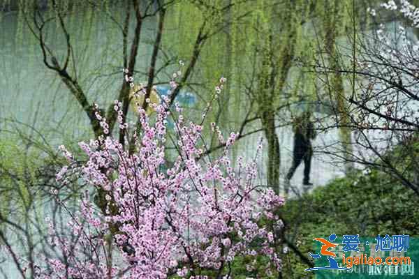 合肥六大赏梅胜地 合肥哪里可以观赏梅花？