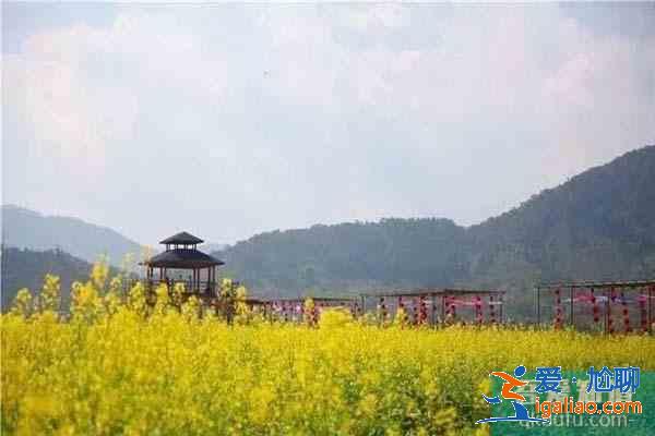 肇庆周边观赏油菜花地方推荐？