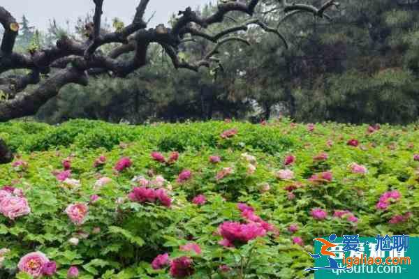 受疫情影响洛阳中国国花园暂时闭园？