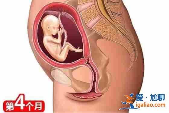 青岛贵宾助孕[ 定制套餐 ]？
