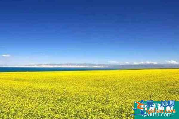 青海油菜花哪里最美2022 青海油菜花几月份去最好？