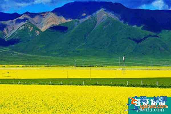 青海油菜花哪里最美2022 青海油菜花几月份去最好？