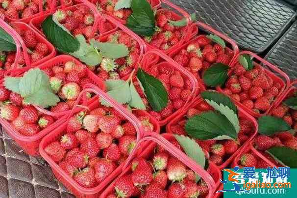 重庆市中心摘草莓的地方推荐(附位置地址)？