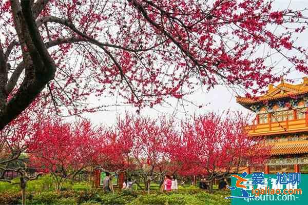 2022洛阳受疫情影响中国国花园临时闭园？