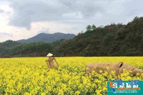 2021杭州油菜花什么时候开花？