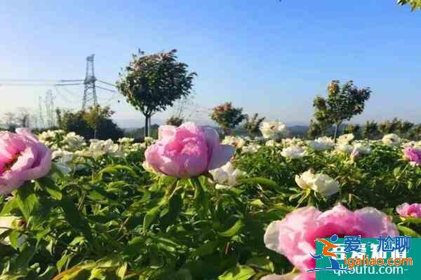 2021鄂州梁子湖牡丹花海旅游文化节旅游攻略指南？