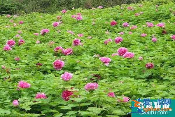 2021鄂州梁子湖牡丹花海旅游文化节旅游攻略指南？