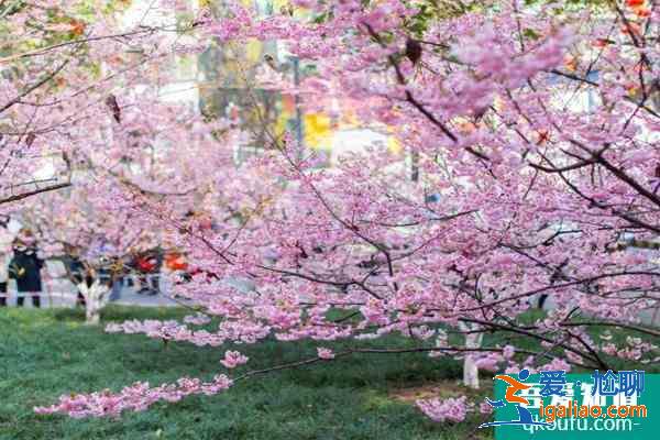 重庆园博园樱花开了吗 2021重庆园博园赏花时间？
