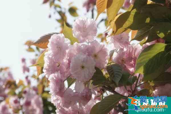 青白江凤凰湖樱花开了吗2021 成都凤凰湖樱花节什么时候开始？