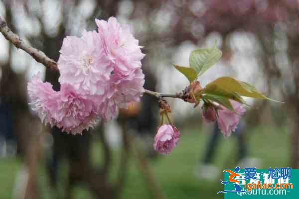 青白江凤凰湖樱花开了吗2021 成都凤凰湖樱花节什么时候开始？