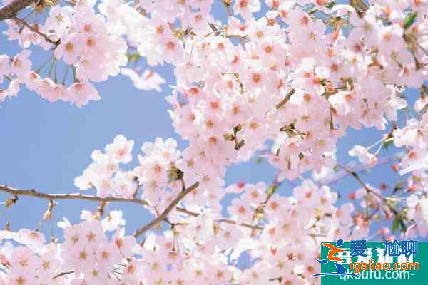 眉山春季赏花好去处 眉山春季赏花地点推荐2021？
