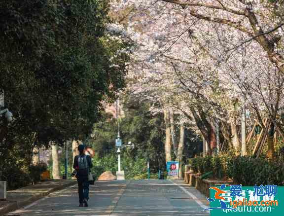 武汉大学樱花预约时间和通道？