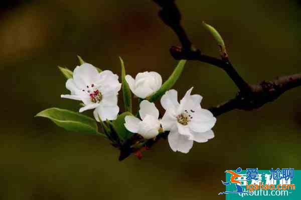 眉山春季赏花好去处 眉山春季赏花地点推荐2021？