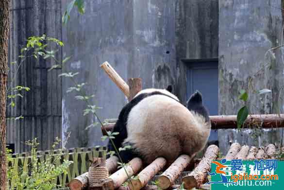2021成都大熊猫博物馆要不要门票？