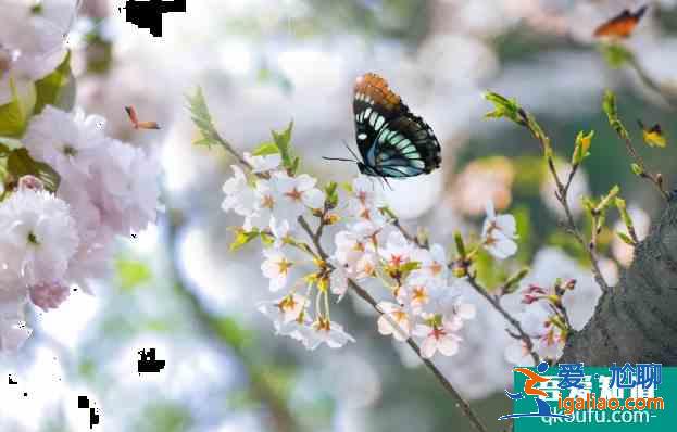 2021青龙寺樱花开了没 西安樱花观赏地推荐？