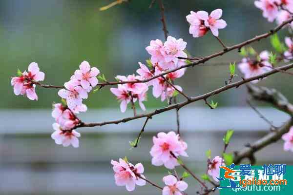 2021南充春季赏花攻略 南充春季赏花地点推荐？