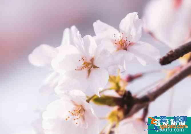 2021青龙寺樱花开了没 西安樱花观赏地推荐？