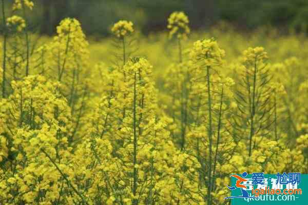2021成都金堂油菜花节时间？