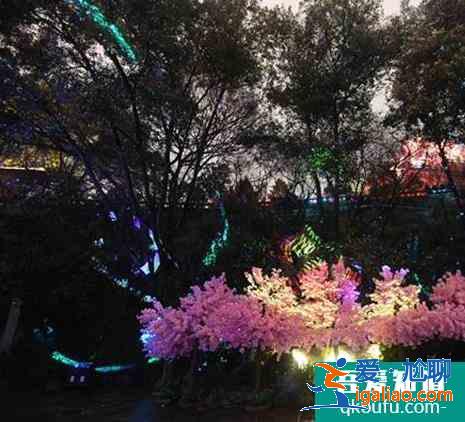 黄鹤楼夜游樱花版对全国医护人员免费？