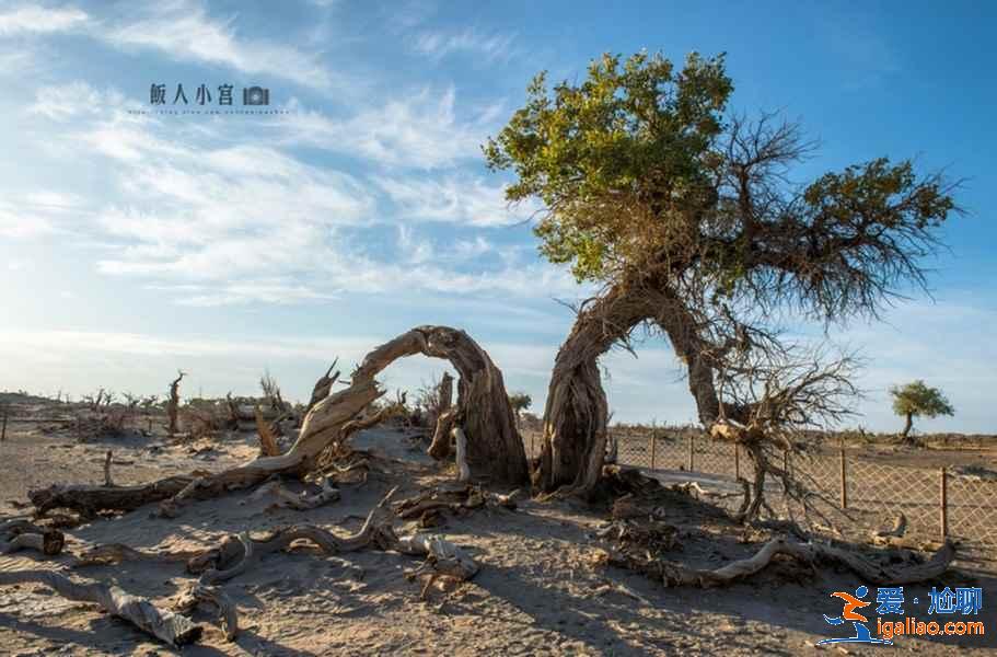 额济纳旗有什么好玩的地方，额济纳旗必去景点？