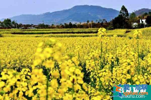 2021成都金堂油菜花节时间？