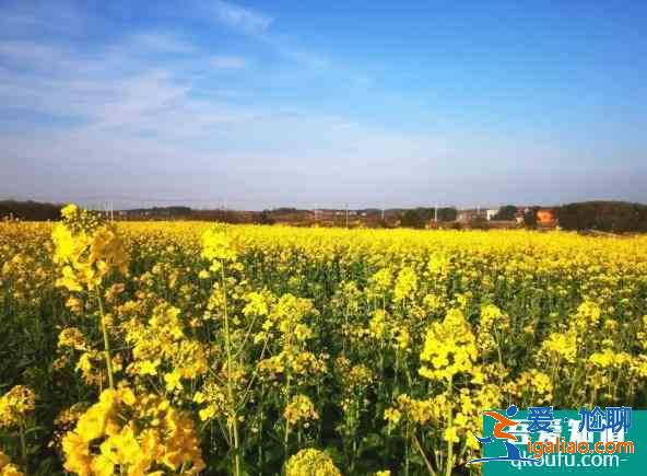 2021武汉江夏五里界油菜花开放？