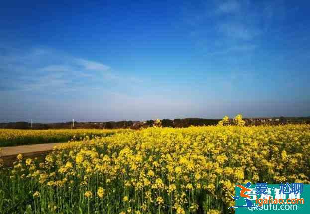 2021武汉江夏五里界油菜花开放？