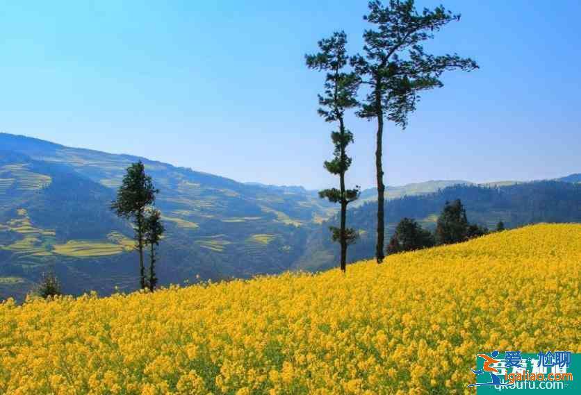 2021年罗平马街油菜花开放时间？