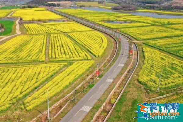 2021南京溪田油菜花开了吗 南京溪田油菜花观赏攻略？