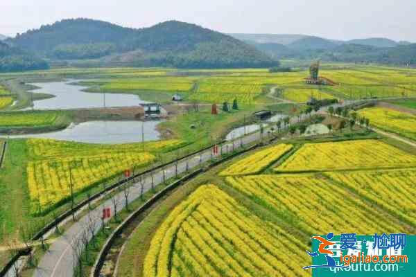 2021南京溪田油菜花开了吗 南京溪田油菜花观赏攻略？