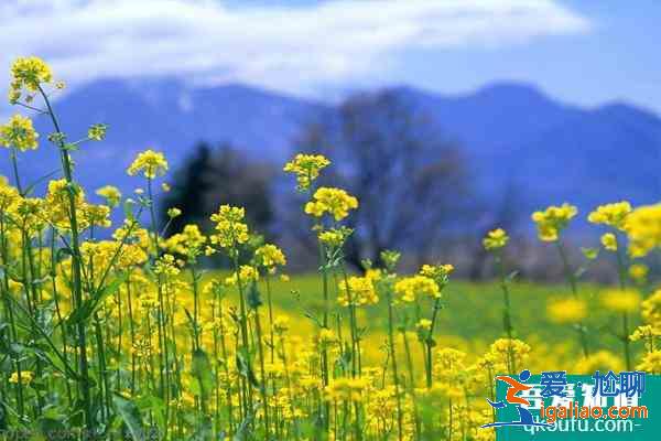2021南京永宁油菜花几月份开 附观赏指南？