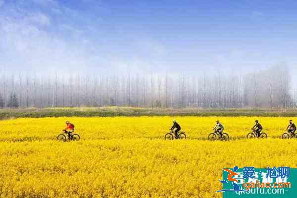 2021南京永宁油菜花几月份开 附观赏指南？