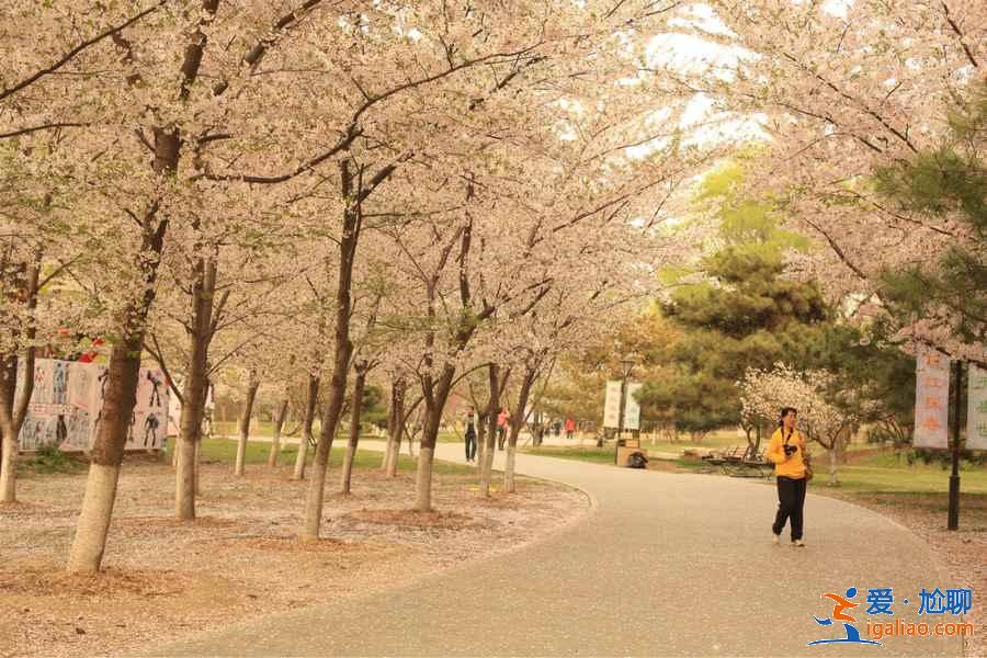 玉渊潭公园从哪个门进，玉渊潭公园有几个门？
