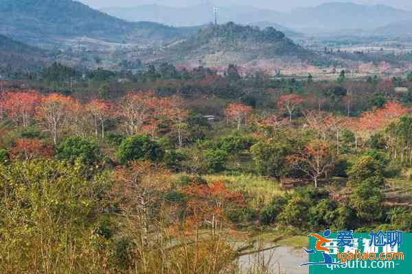 2021昌江木棉花最佳观赏地点 昌江木棉花旅游攻略？