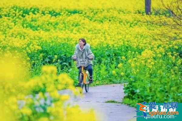 2021南京油菜花哪里开的好 南京油菜花观赏地？