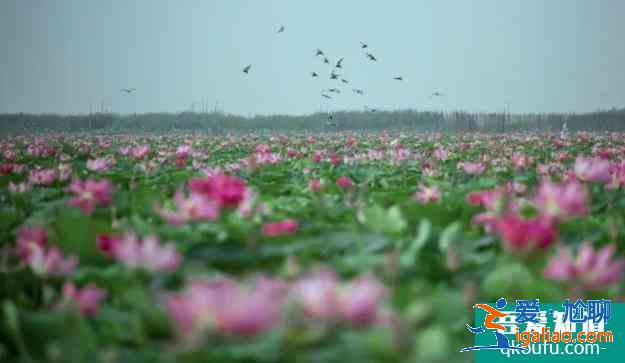 2021红荷湿地免费优惠政策 免费时间？