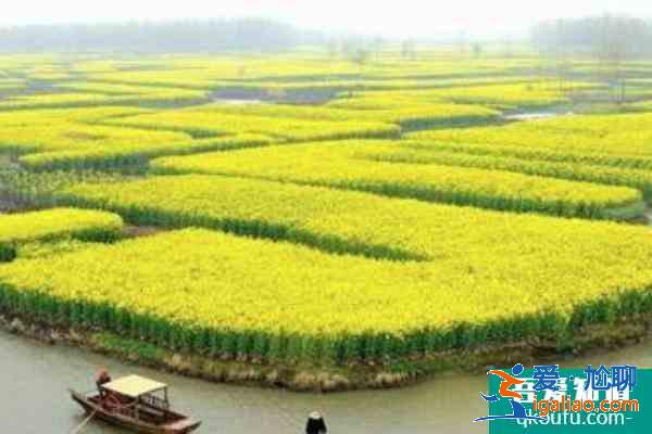 2021南京油菜花哪里开的好 南京油菜花观赏地？