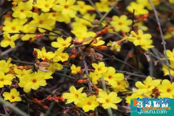 2021北京迎春花什么时候开 北京迎春花哪里最多？